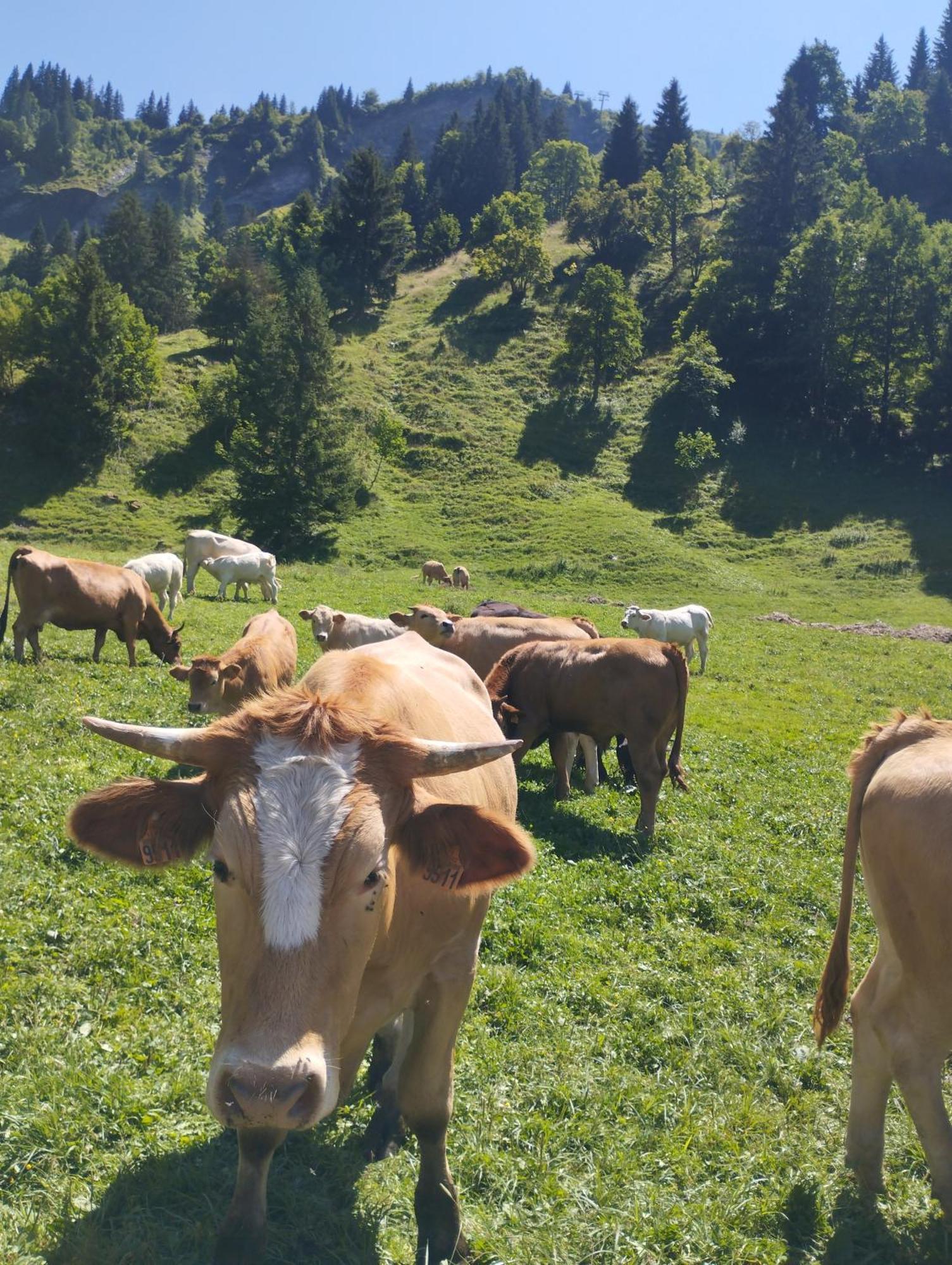 Le Gite Du Val Flumet Extérieur photo